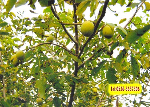 水分對(duì)核桃苗影響